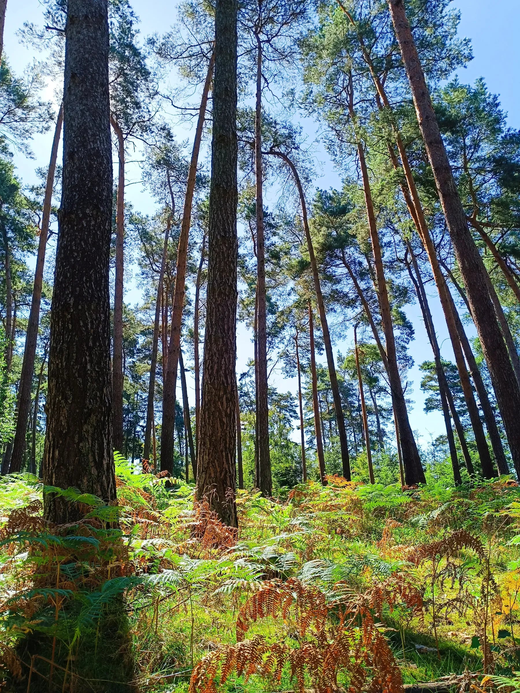 Veranstaltungsbild: Achtsamer Waldgang